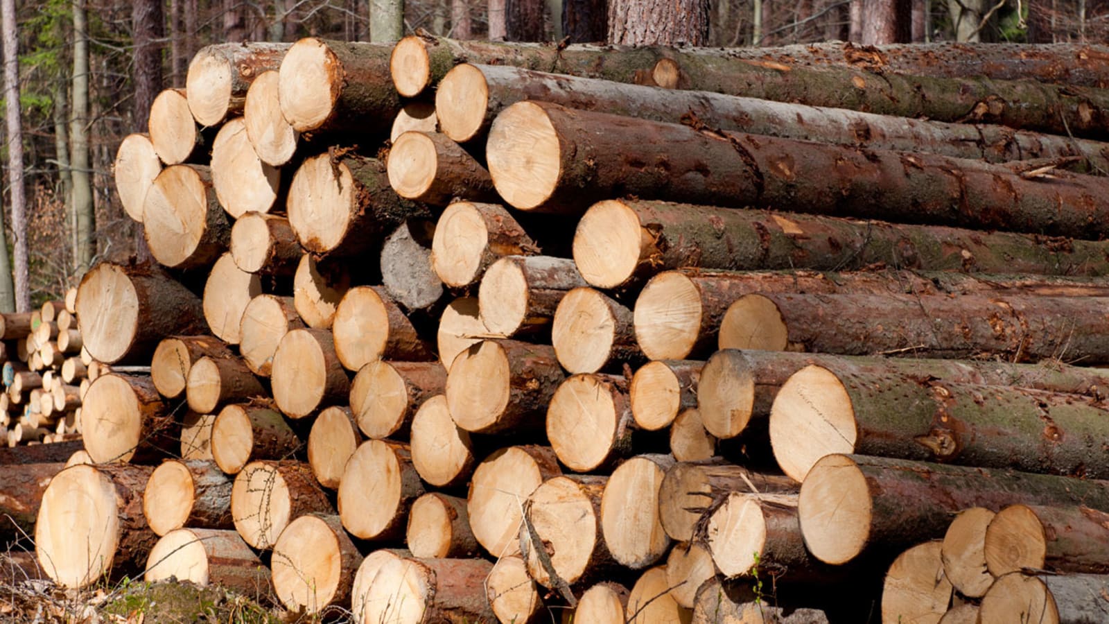 Lengby Sawmill logs